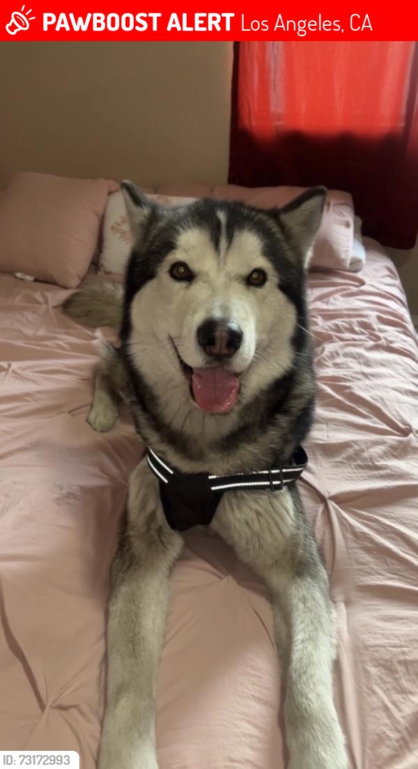 Lost Male Dog last seen Between central and Manchester, Los Angeles, CA 90001