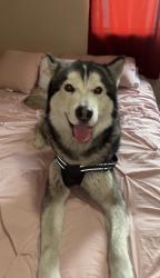 Lost Male Dog last seen Between central and Manchester, Los Angeles, CA 90001