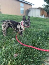 Reunited Female Dog last seen Bennington Dr, Victorville, CA 92392, USA, Victorville, CA 92392