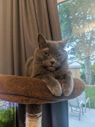 Reunited Male Cat last seen Lawrence and Erin Avenue, Hamilton, ON L8K 2A7