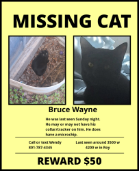 Reunited Male Cat last seen Near W Roy Utah, Roy, UT 84067