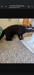 Reunited Male Cat last seen Gleenwood autumn ridge apartments, Raleigh, NC 27612
