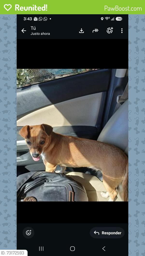Reunited Female Dog last seen Near Aster Dr., Phoenix, AZ 85032