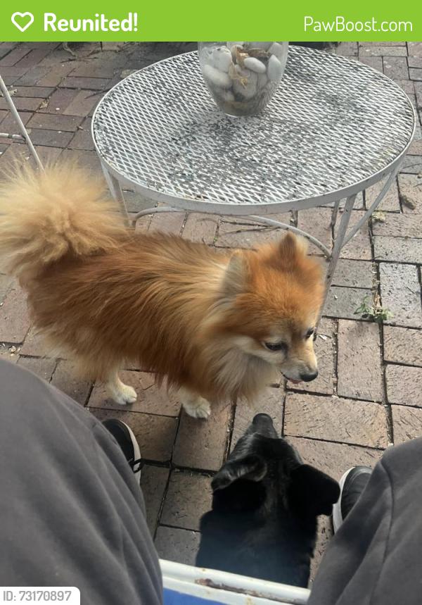 Reunited Male Dog last seen 12th and 13th, Wichita, KS 67203