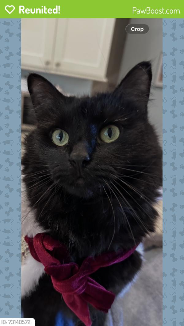 Reunited Female Cat last seen Harroway road, Summerville, SC 29485