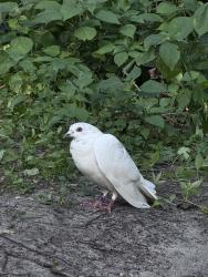 Found/Stray Unknown Bird last seen Near St. Paul yacht club, Saint Paul, MN 55102