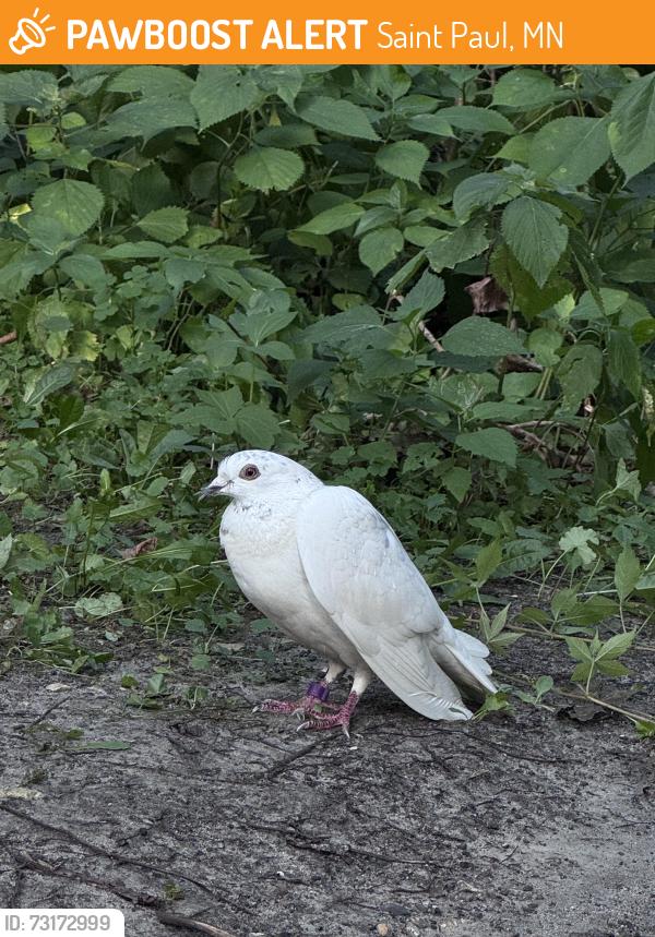 Found/Stray Unknown Bird last seen Near St. Paul yacht club, Saint Paul, MN 55102
