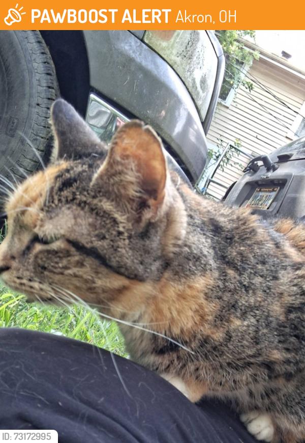 Found/Stray Unknown Cat last seen Stanton Ave, Akron, OH 44301