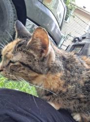 Found/Stray Unknown Cat last seen Stanton Ave, Akron, OH 44301