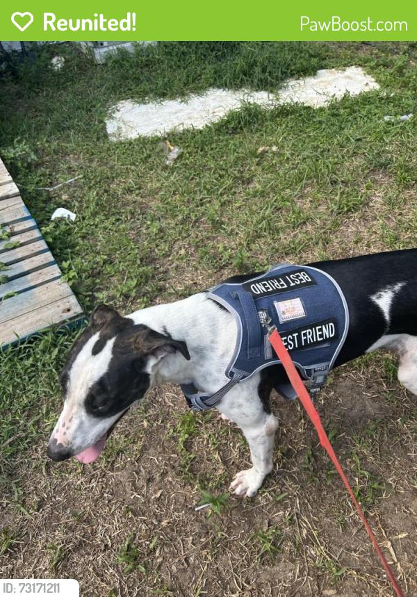 Reunited Male Dog last seen SE 30th Ct & SE 48th St Ocala, Marion County, FL 34480