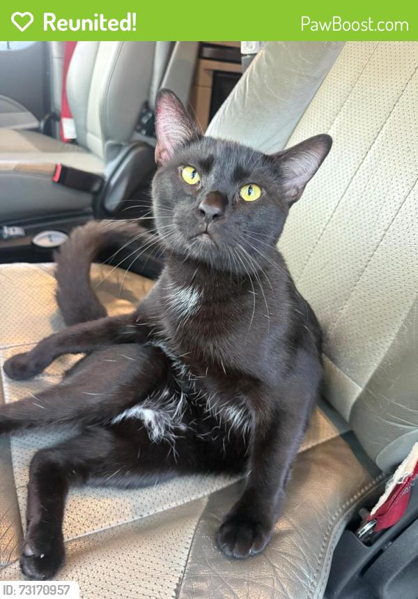 Reunited Male Cat last seen Round rock west rd, Round Rock, TX 78681
