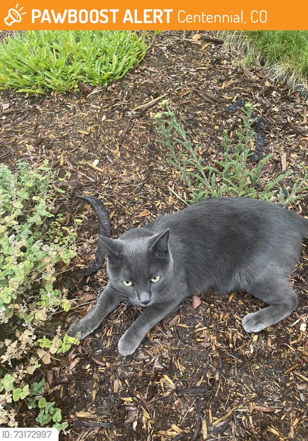 Found/Stray Male Cat last seen E. Mineral Drive and Monaco, Centennial, CO 80112