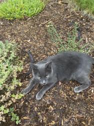 Found/Stray Male Cat last seen E. Mineral Drive and Monaco, Centennial, CO 80112