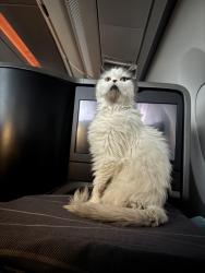Lost Male Cat last seen across the Faragut part, Foster City, CA 94404