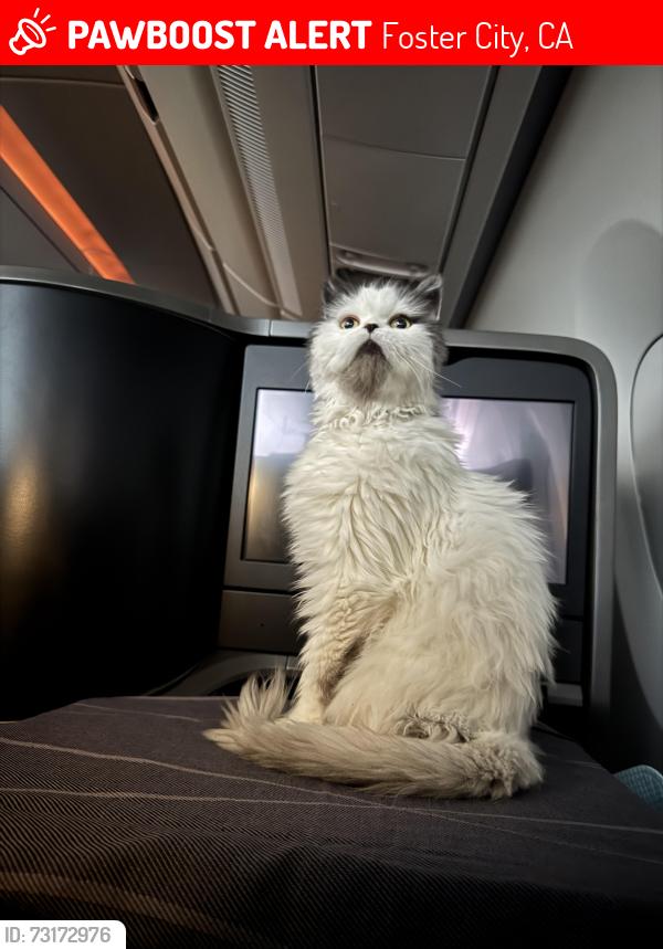 Lost Male Cat last seen across the Faragut part, Foster City, CA 94404