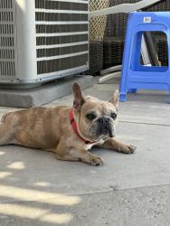 Reunited Female Dog last seen Bennington Dr, Victorville, CA 92392, USA, Victorville, CA 92392