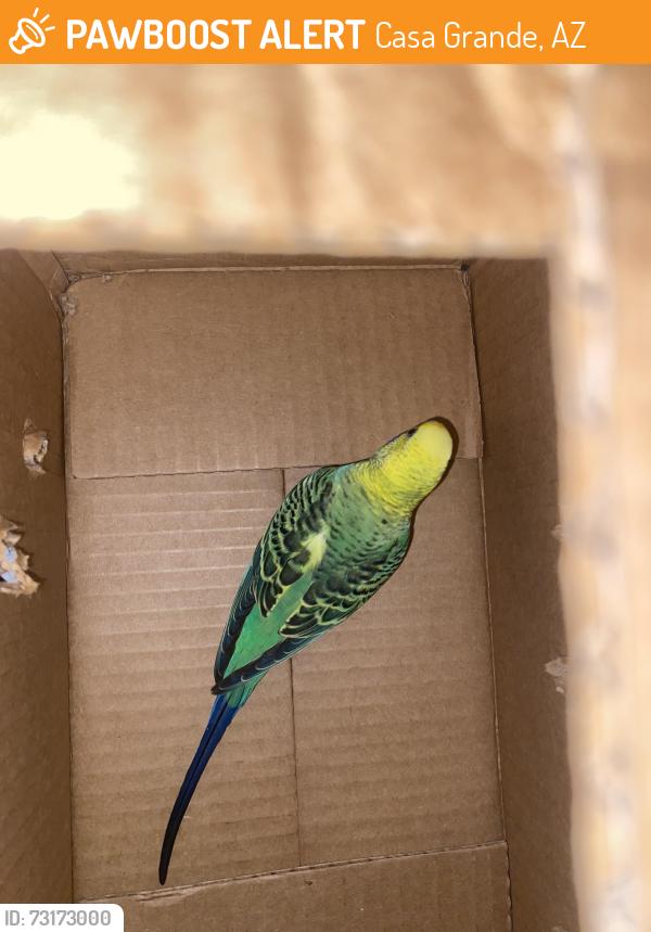Found/Stray Unknown Bird last seen Florence blvd and Arizola rd, Casa Grande, AZ 85122