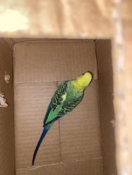 Found/Stray Unknown Bird last seen Florence blvd and Arizola rd, Casa Grande, AZ 85122