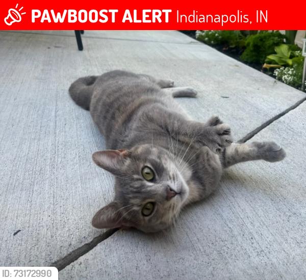 Lost Female Cat last seen Rural and Northview, Indianapolis, IN 46220