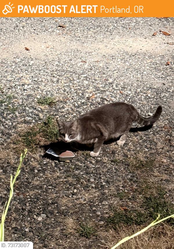 Found/Stray Unknown Cat last seen Clinton & 115th se, Portland, OR 97266