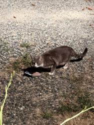 Found/Stray Unknown Cat last seen Clinton & 115th se, Portland, OR 97266