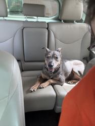 Reunited Female Dog last seen Near Evening Trail Dr, Spring, TX 77388, USA, Spring, TX 77388
