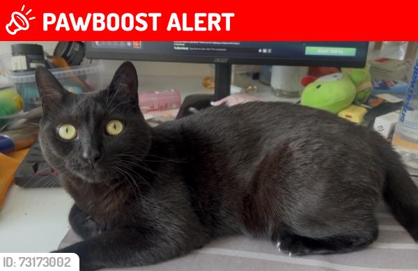 Lost Male Cat last seen Grant ave, Woodbridge Township, NJ 07067
