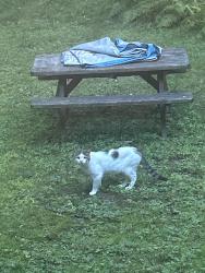 Found/Stray Unknown Cat last seen Seen it in the yard Griswold Road, Ellington, CT 06029