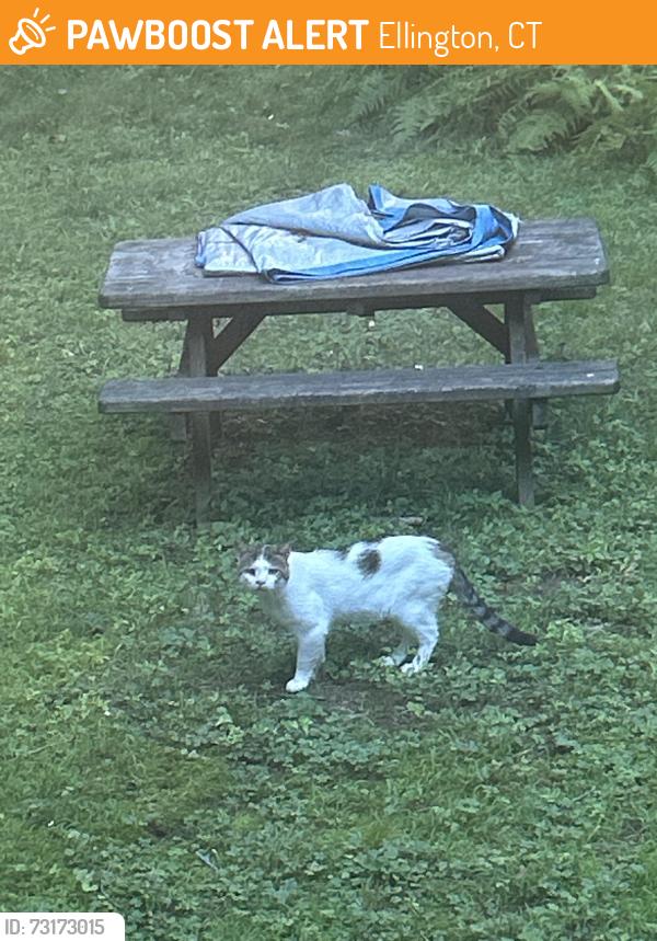 Found/Stray Unknown Cat last seen Seen it in the yard Griswold Road, Ellington, CT 06029