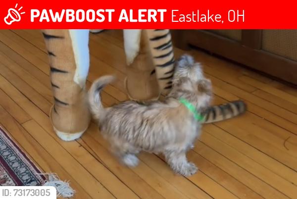 Lost Male Dog last seen Eastlake Library on Lake Shore, Eastlake, OH 44095