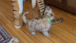 Lost Male Dog last seen Eastlake Library on Lake Shore, Eastlake, OH 44095