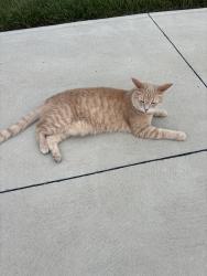 Reunited Female Cat last seen Warren road, Cleveland, OH 44111