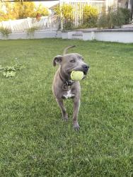 Reunited Male Dog last seen Valle Vista, California, Valle Vista, CA 92544