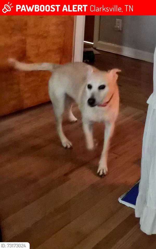 Lost Female Dog last seen Landrum Place, Clarksville, TN 37043