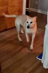 Lost Female Dog last seen Landrum Place, Clarksville, TN 37043