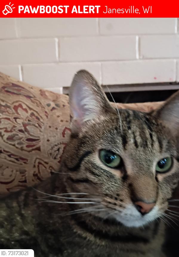 Lost Male Cat last seen Caroline, Janesville, WI 53545