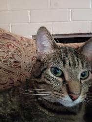 Lost Male Cat last seen Caroline, Janesville, WI 53545