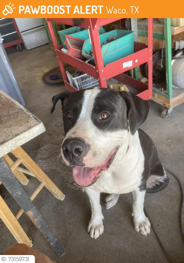 Found/Stray Male Rabbit last seen S university parks and e Tinsley rd, Waco, TX 76798