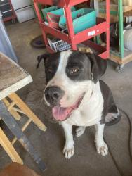Found/Stray Male Rabbit last seen S university parks and e Tinsley rd, Waco, TX 76798