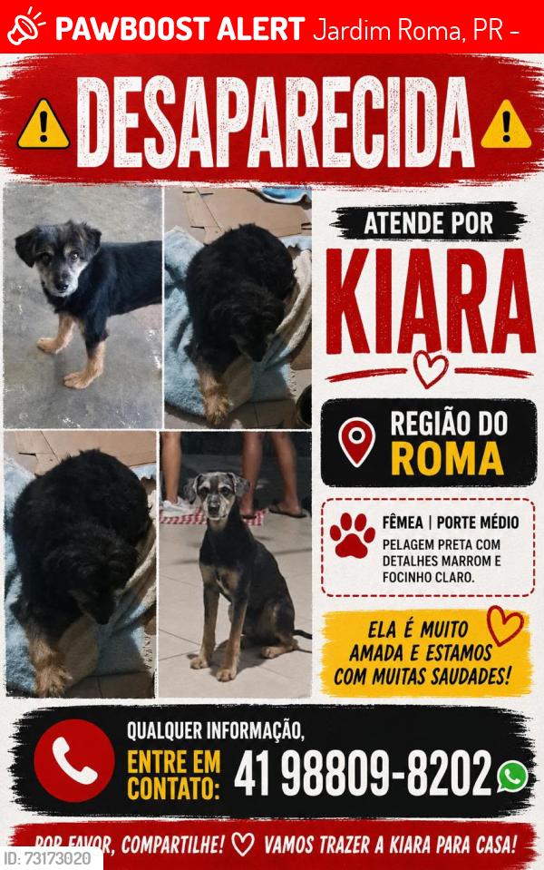 Lost Female Dog last seen Rua aides Ângelo de Oliveira, Jardim Roma, PR 83504-060