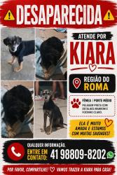 Lost Female Dog last seen Rua aides Ângelo de Oliveira, Jardim Roma, PR 83504-060