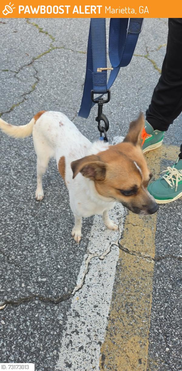 Found/Stray Male Dog last seen Roswell Rd Lunin apmts. 30062, Marietta, GA 30060