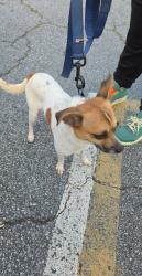 Found/Stray Male Dog last seen Roswell Rd Lunin apmts. 30062, Marietta, GA 30060