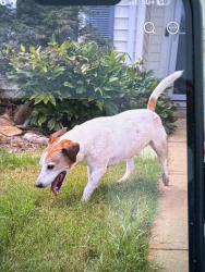 Reunited Male Dog last seen Sunfield ct &Riello, Greer, SC 29650