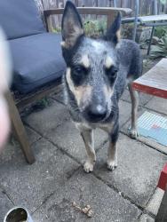 Reunited Female Dog last seen Freddie’s, Cicero, IL 60804