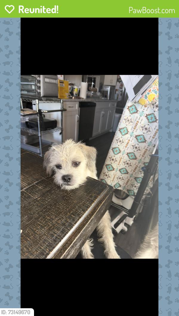 Reunited Male Dog last seen Spruce grove Walmart, Spruce Grove, AB T7X 4J5