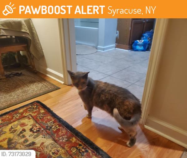 Found/Stray Unknown Cat last seen Hawley and elm, Syracuse, NY 13203