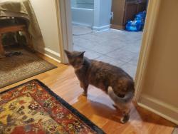 Found/Stray Unknown Cat last seen Hawley and elm, Syracuse, NY 13203