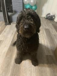 Reunited Male Dog last seen Buckner Blvd, Dallas, TX 75227