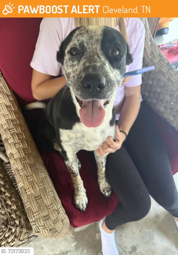 Found/Stray Female Dog last seen Freewill Rd, Cleveland, TN 37312